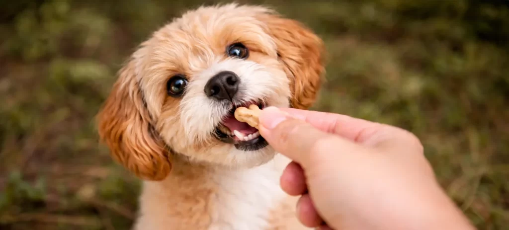 Snacks para perros: cuáles son seguros, cuáles evitar y cuáles comprar