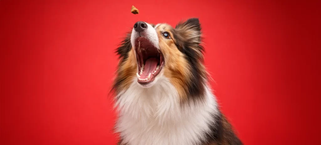 Snacks para perros: cuáles son seguros, cuáles evitar y cuáles comprar