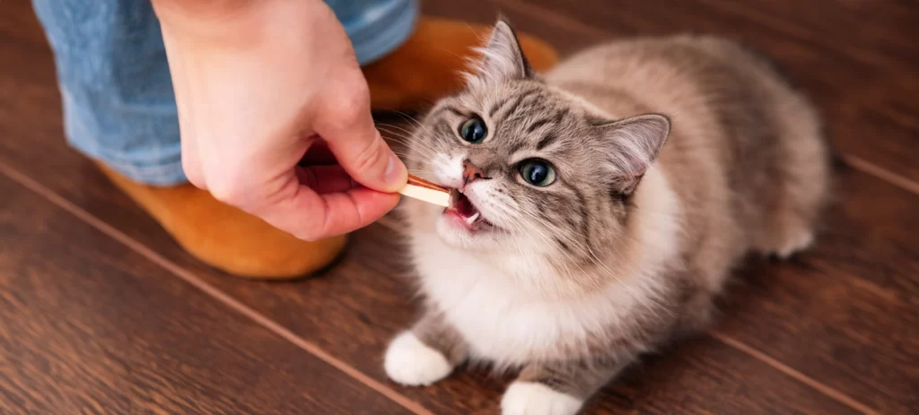 Snacks para gatos: cuáles son buenos, cuáles evitar y cuáles comprar
