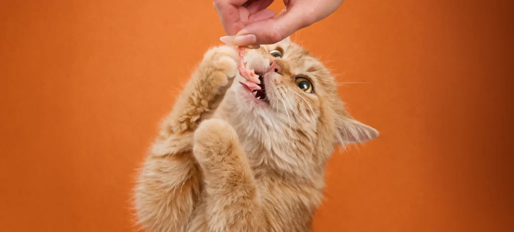 Snacks para gatos: cuáles son buenos, cuáles evitar y cuáles comprar