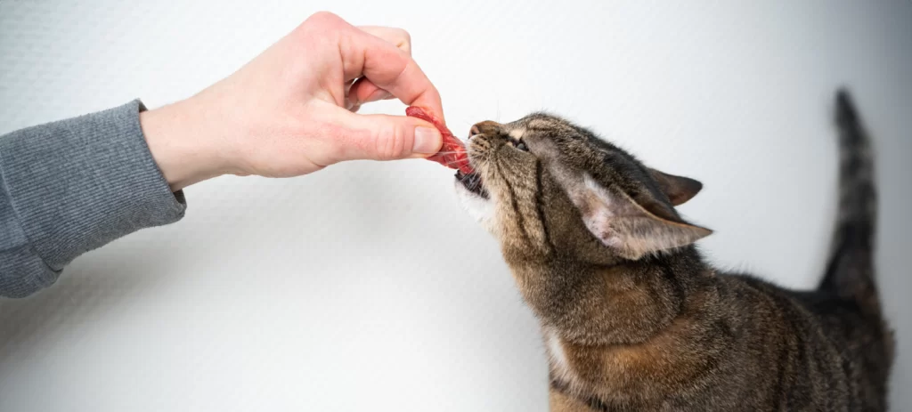 Snacks para gatos: cuáles son buenos, cuáles evitar y cuáles comprar