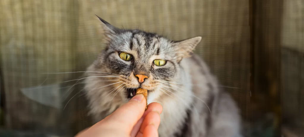 Snacks para gatos: cuáles son buenos, cuáles evitar y cuáles comprar