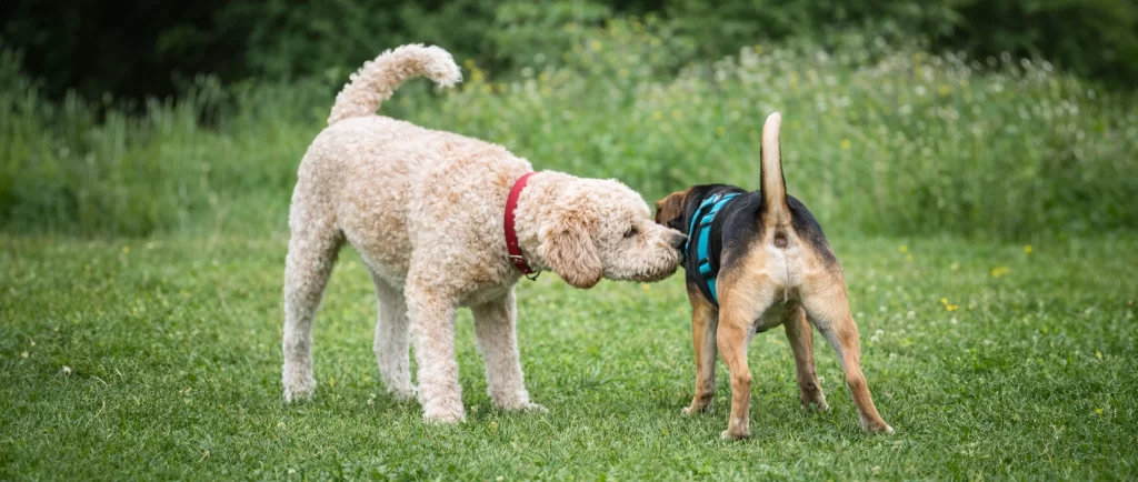 Celo en perras: síntomas y cuidados paso a paso