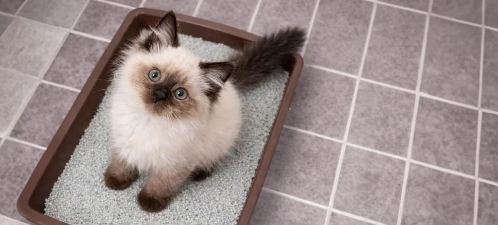 Arena para gatos en Chile: cuál elegir y cuál dura más