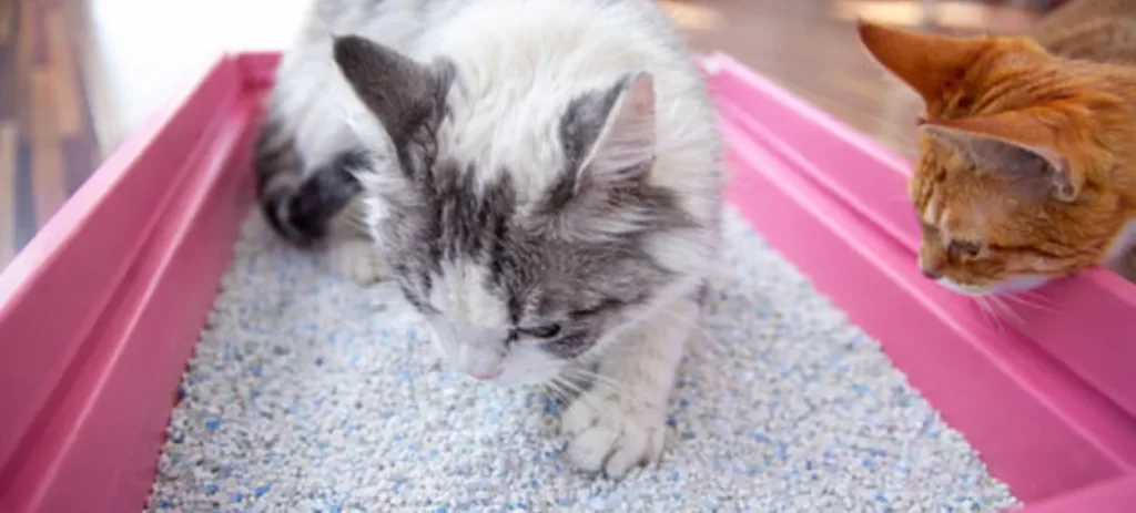 Arena para gatos en Chile: cuál elegir y cuál dura más