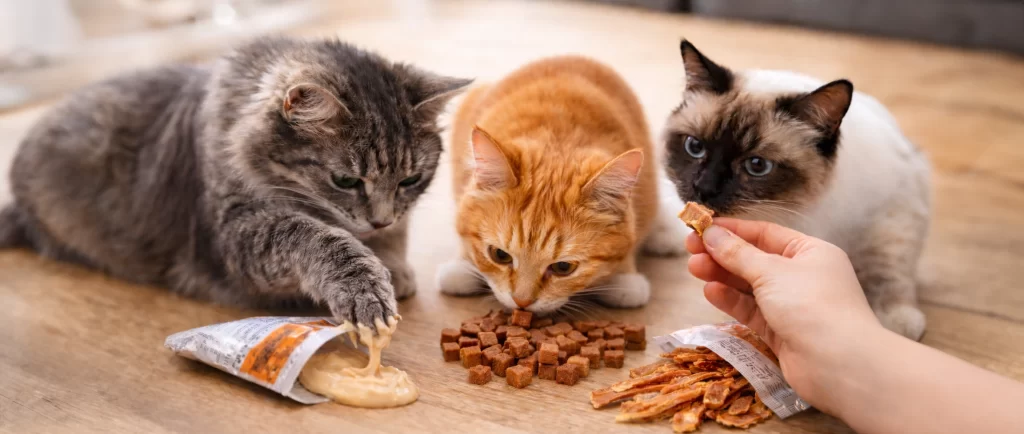 Snacks para gatos: cuáles son buenos, cuáles evitar y cuáles comprar según su edad