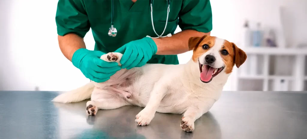 Castración en perros machos: beneficios y cuidados