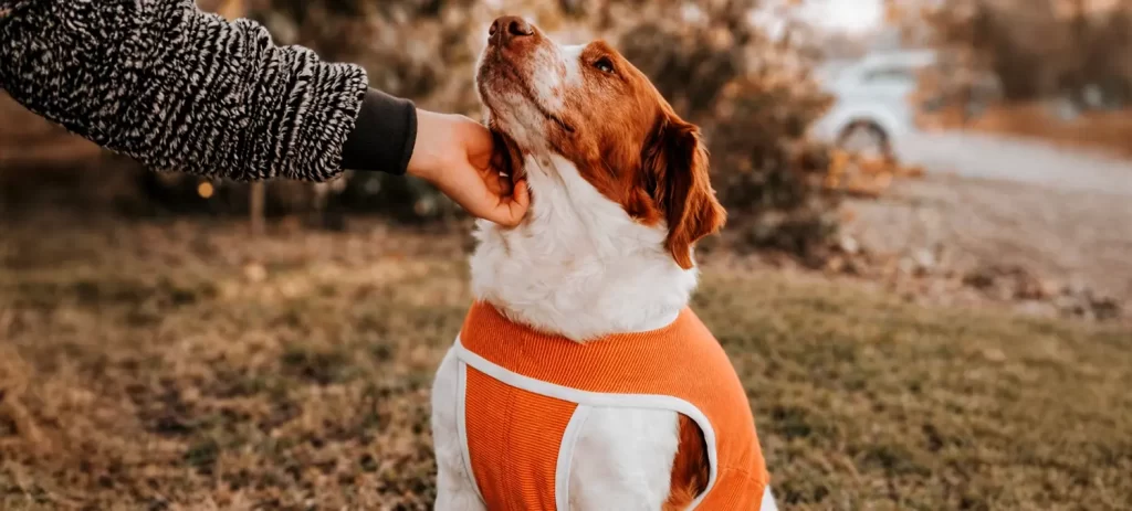 Castración en perros machos: beneficios y cuidados