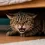 Mi gato está estresado: señales, causas y cómo calmarlo en casa