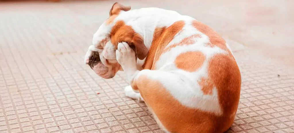 Mi perro se rasca mucho: causas, qué hacer y cómo aliviar la picazón