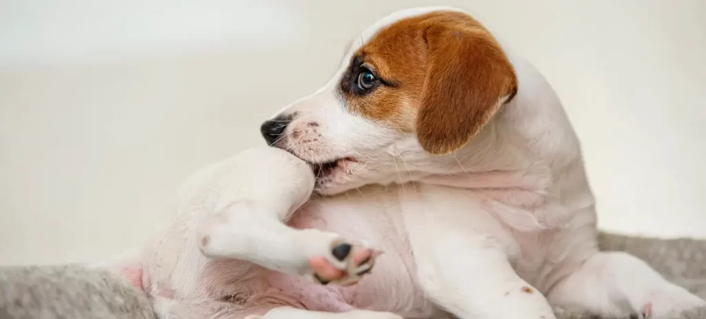 Mi perro se rasca mucho: causas, qué hacer y cómo aliviar la picazón