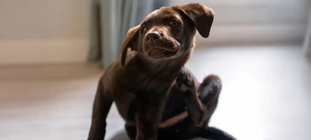 Mi perro se rasca mucho: causas, qué hacer y cómo aliviar la picazón
