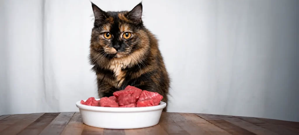 Mi gato no come: causas, qué hacer y cuándo preocuparse