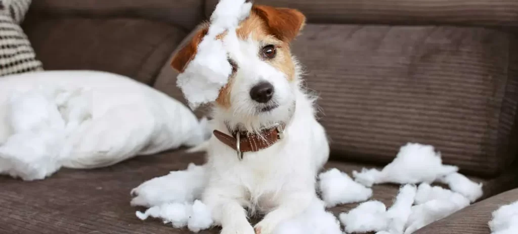 Ansiedad en perros: síntomas, causas y cómo calmarlo en casa