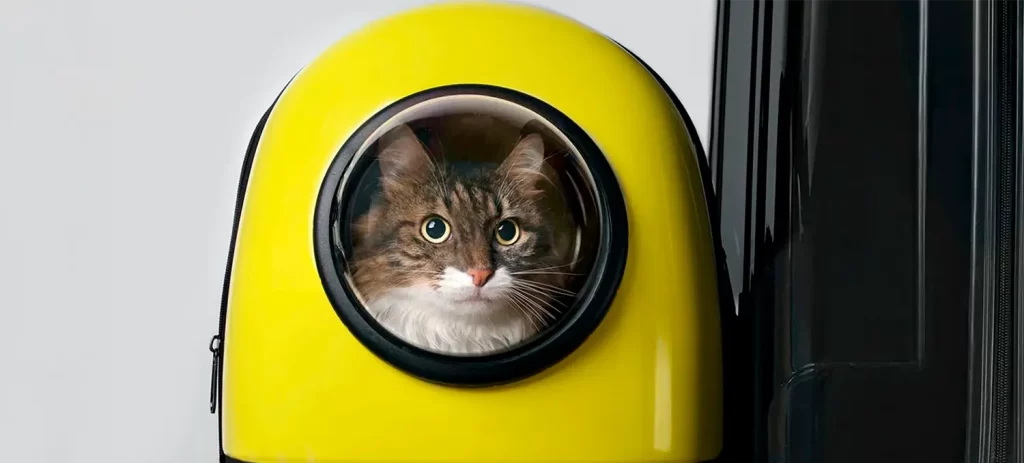 Transportador para gatos: cómo elegir el mejor y evitar errores comunes