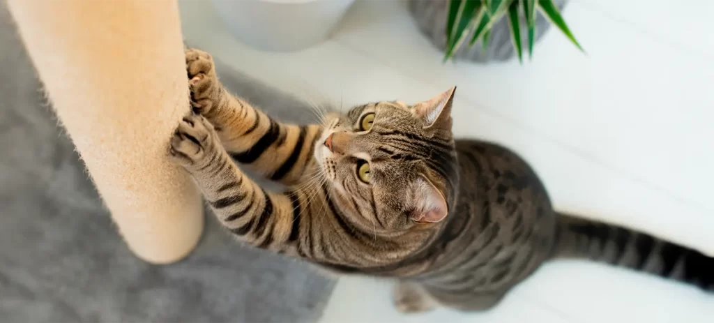 Mejores rascadores para gatos: cómo elegir el ideal y evitar muebles destruidos