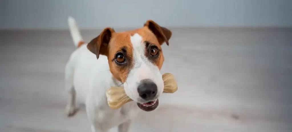 Descubre qué juguetes para perros destructores duran más, cuáles evitar y cómo elegir opciones seguras según su energía y mordida.