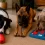 Juguetes para perros destructores: cuáles duran más y cómo elegir el mejor