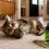 Hierba gatuna para gatos: beneficios, cómo usarla y cuándo funciona