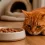 Mi gato no come: causas, qué hacer y cuándo preocuparse