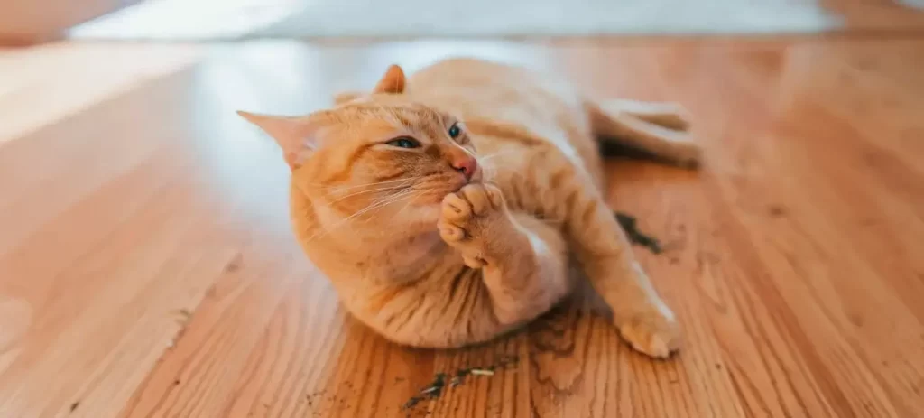 Hierba gatuna para gatos: beneficios, cómo usarla y cuándo funciona