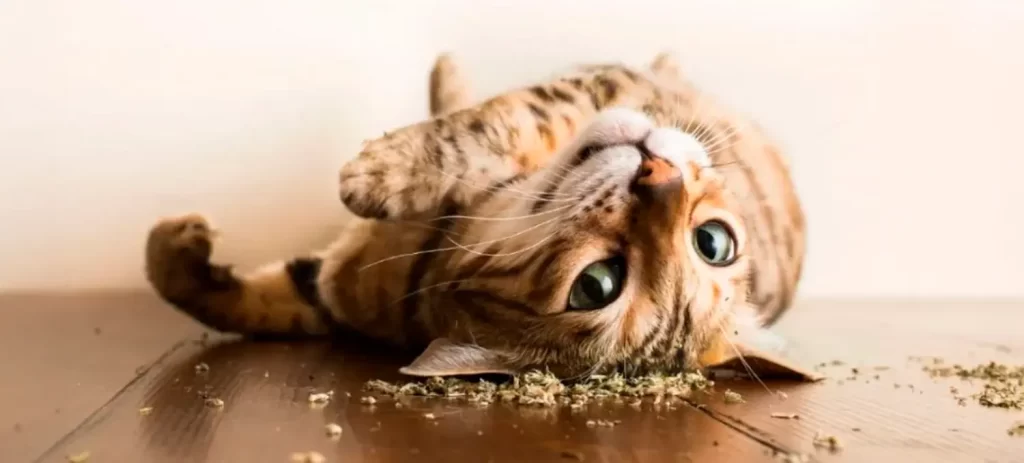 Hierba gatuna para gatos: beneficios, cómo usarla y cuándo funciona