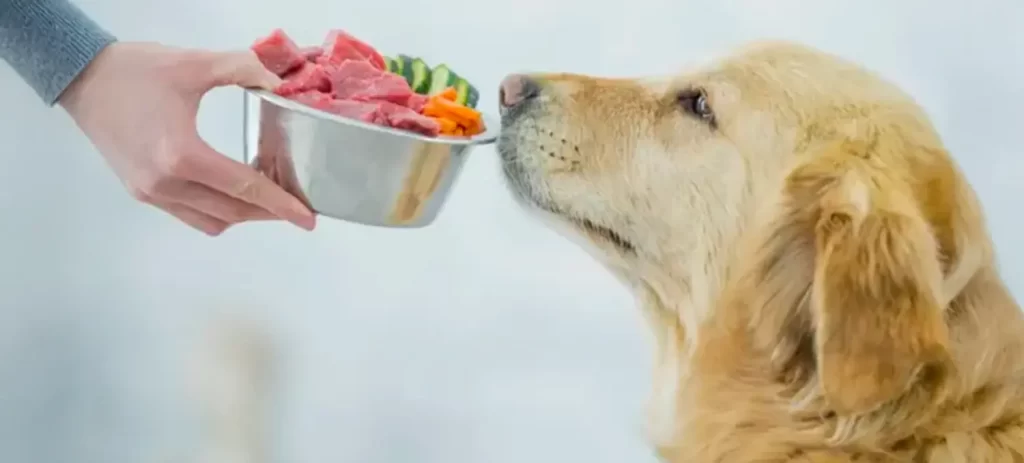 Comida natural para perros: beneficios, riesgos y cómo empezar sin errores