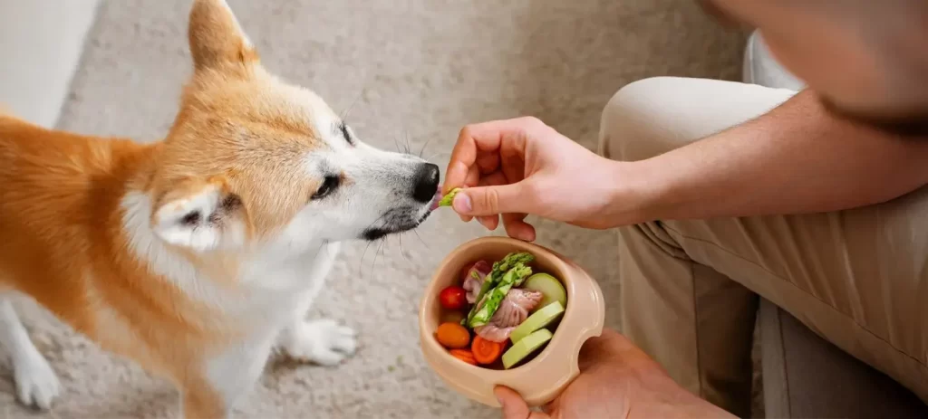 Comida natural para perros: beneficios, riesgos y cómo empezar sin errores