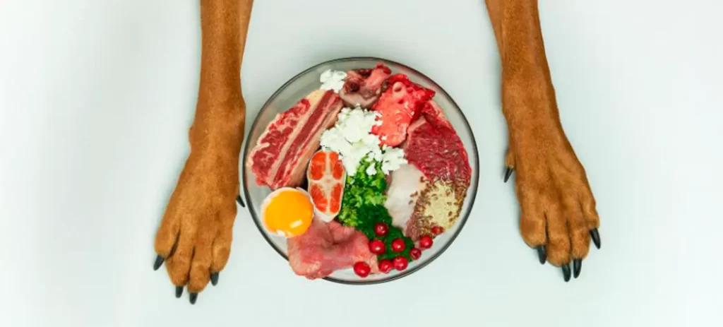 Comida natural para perros: beneficios, riesgos y cómo empezar sin errores