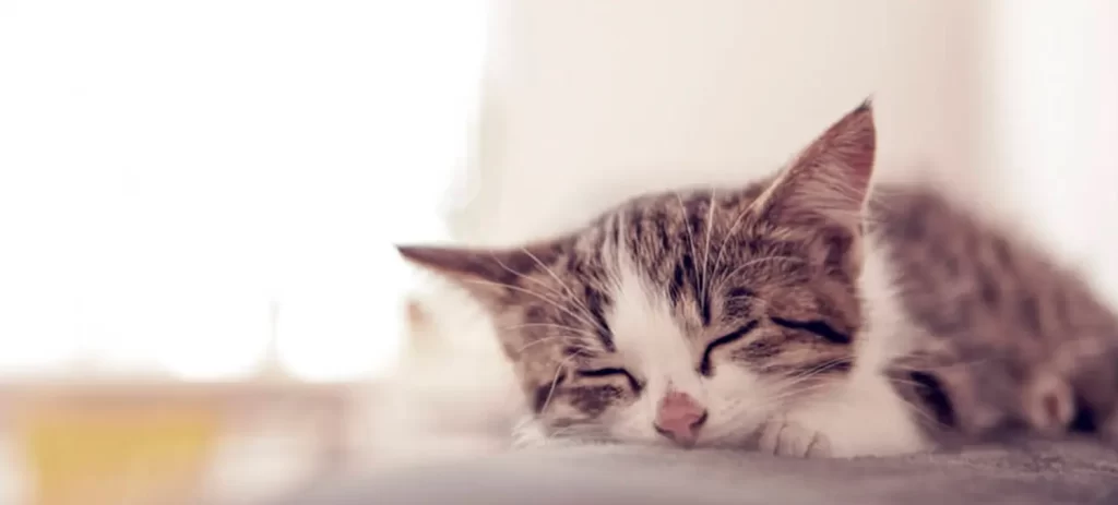 Cómo cuidar a un gato enfermo en casa: señales y qué hacer