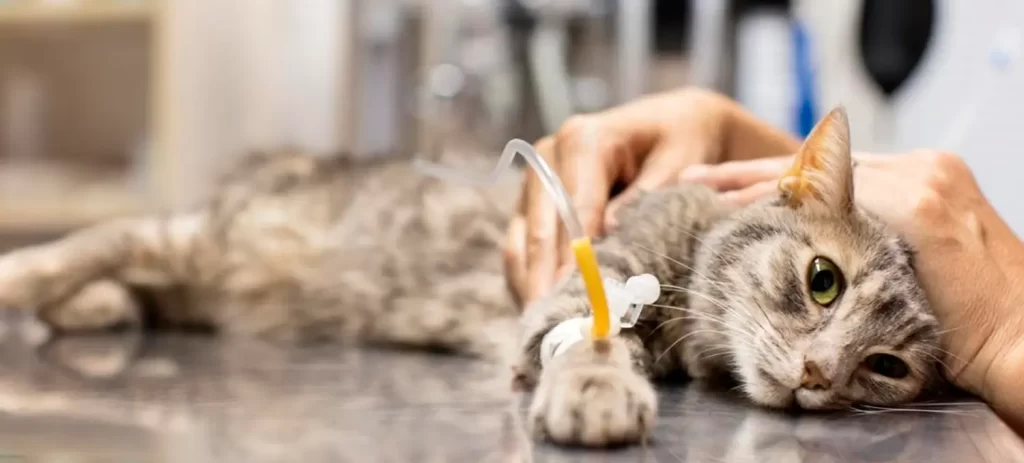 Cómo cuidar a un gato enfermo en casa: señales y qué hacer