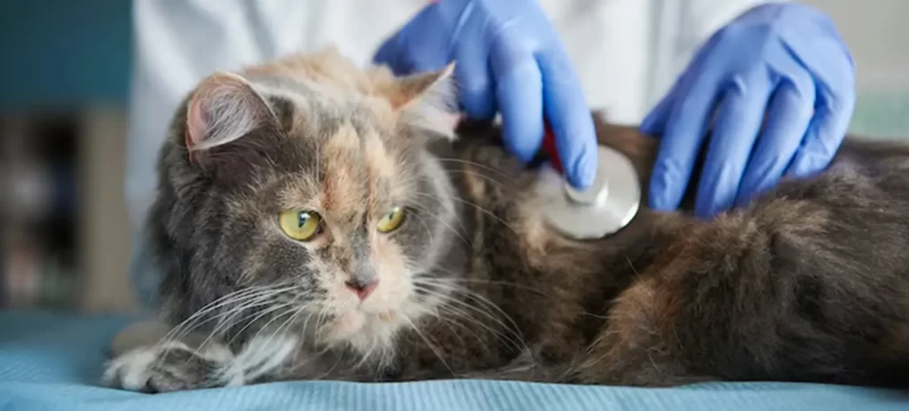 Cómo cuidar a un gato enfermo en casa: señales y qué hacer