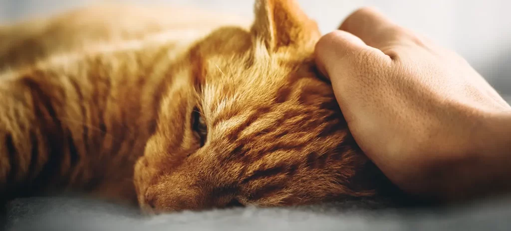 Cómo cuidar a un gato enfermo en casa: señales y qué hacer