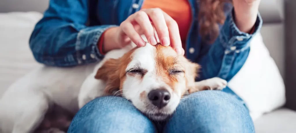 Cómo cuidar a un perro enfermo en casa: guía práctica