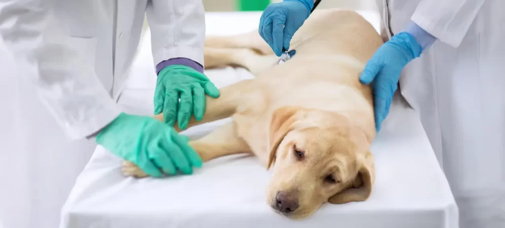 Cómo cuidar a un perro enfermo en casa: guía práctica