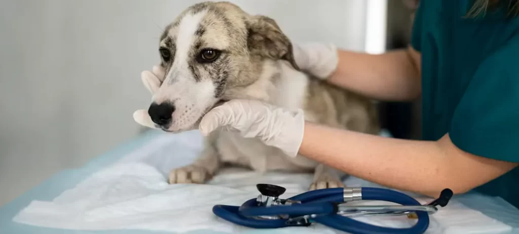 Cómo cuidar a un perro enfermo en casa: guía práctica