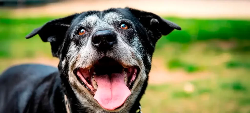Demencia en perros: señales que no debes confundir con la edad