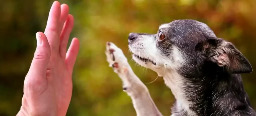 Demencia en perros: señales que no debes confundir con la edad