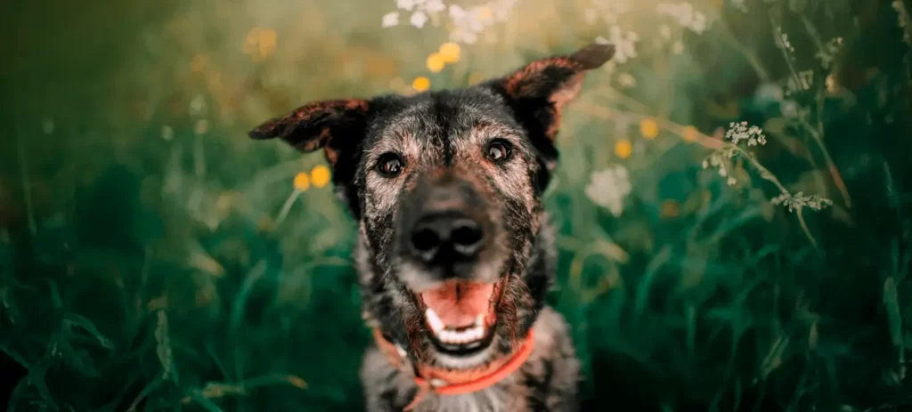 Demencia en perros: señales que no debes confundir con la edad