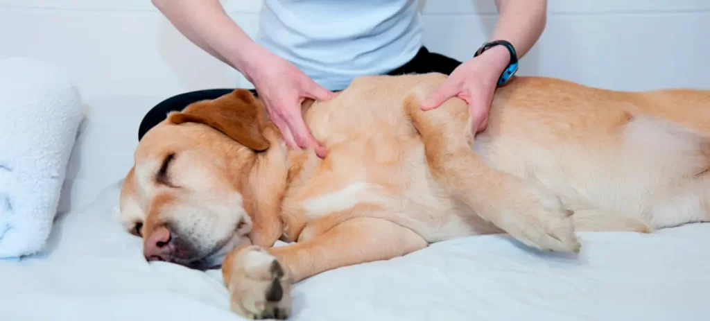 Artrosis en perros: síntomas, tratamiento y cómo mejorar su calidad de vida