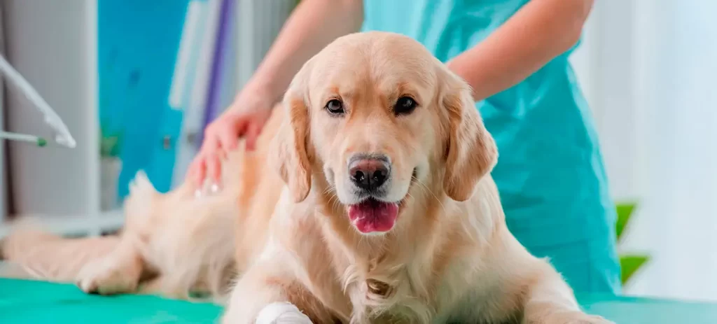 Artrosis en perros: síntomas y tratamiento en casa