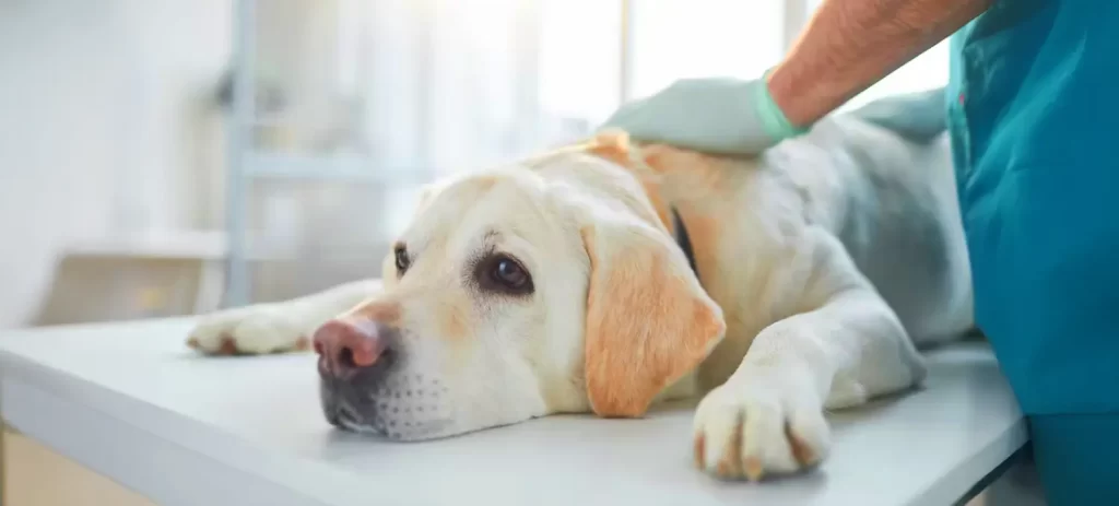 Cáncer en perros: mitos, prevención y tratamiento