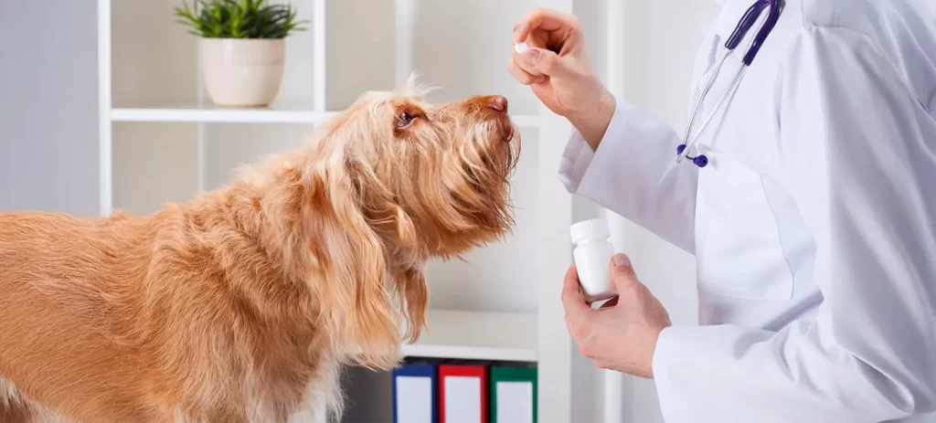 Cáncer en perros: mitos, prevención y tratamiento