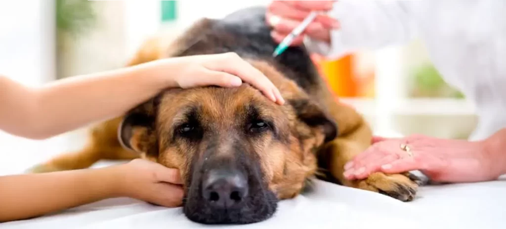 Cáncer en perros: mitos, prevención y tratamiento