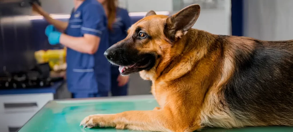 Cáncer en perros: mitos, prevención y tratamiento