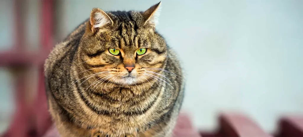 Obesidad en gatos: por qué engordan y cómo evitarlo