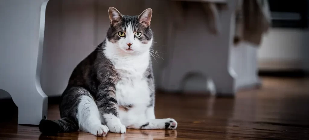 Obesidad en gatos: por qué engordan y cómo evitarlo