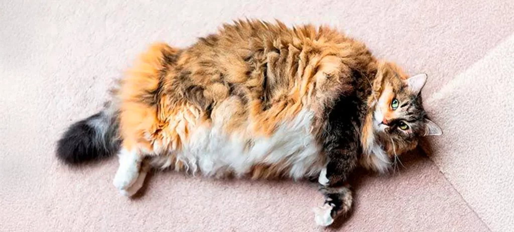 Obesidad en gatos: por qué engordan y cómo evitarlo
