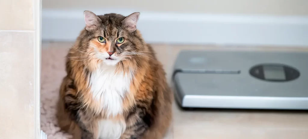 Obesidad en gatos: por qué engordan y cómo evitarlo