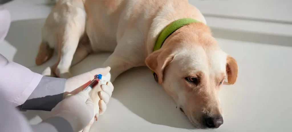 Hipotiroidismo en perros: señales que no debes ignorar